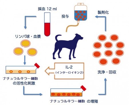 CAT-改訂版０