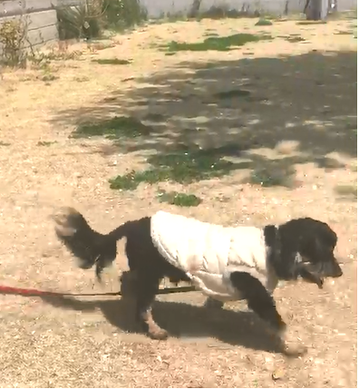 アマちゃん 有限会社東保動物病院